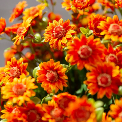 💥On Sale Today Only🌼- Artificial Outdoor Sunset Mums Flowers