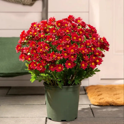 💥On Sale Today Only🌼- Artificial Outdoor Sunset Mums Flowers