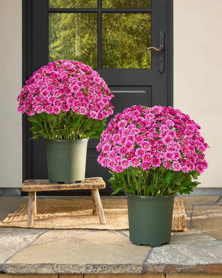 💥On Sale Today Only🌼- Artificial Outdoor Sunset Mums Flowers