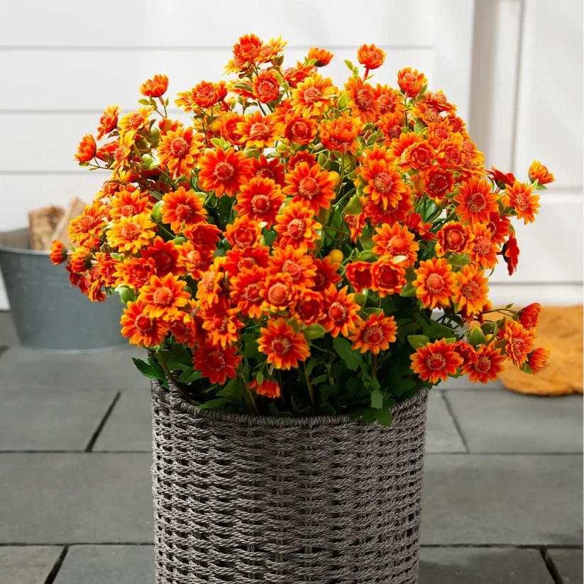 💥On Sale Today Only🌼- Artificial Outdoor Sunset Mums Flowers
