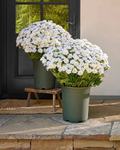 💥On Sale Today Only🌼- Artificial Outdoor Sunset Mums Flowers