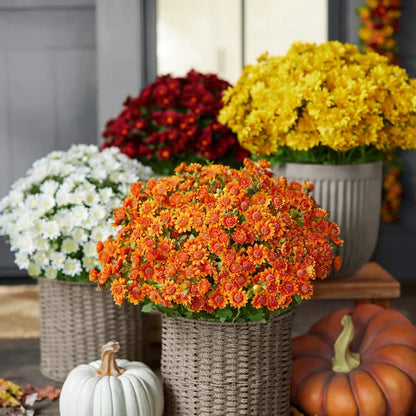 💥On Sale Today Only🌼- Artificial Outdoor Sunset Mums Flowers