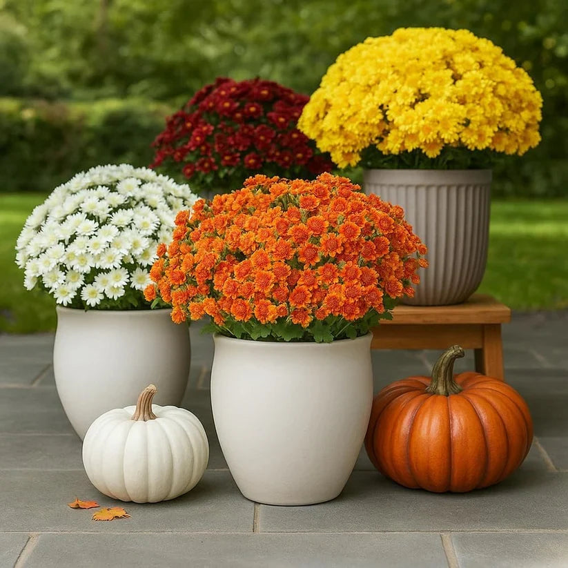 💥On Sale Today Only🌼- Artificial Outdoor Sunset Mums Flowers